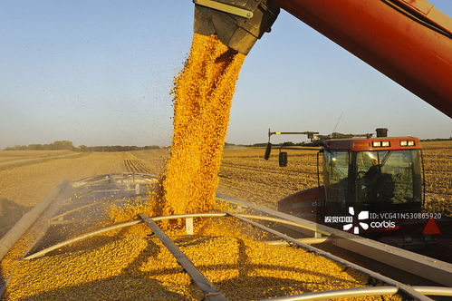 光影下的匠心传承 探索粮食加工食品生产的摄影艺术